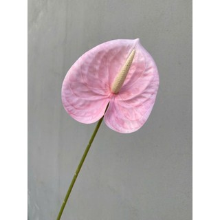 Hoa giả - Cành hoa hồng môn Hàng loại 1 nhiều màu sắc Decor trang trí nhà cửa,cắm lọ để bàn,phòng khách...