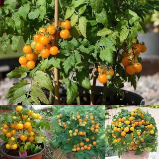 Hạt Giống Cà Chua Bi Lùn Vàng - Giống Trái Ngọt, Dễ Trồng Tại Nhà - gói 50 hạt