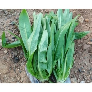 Hạt Giống Rau Diếp Thơm - Ăn Lá Giòn Ngọt, Trồng Quanh Năm- gói 5 gam
