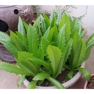 Hạt Giống Rau Diếp Thơm - Ăn Lá Giòn Ngọt, Trồng Quanh Năm- gói 5 gam