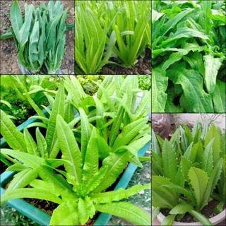 Hạt Giống Rau Diếp Thơm - Ăn Lá Giòn Ngọt, Trồng Quanh Năm- gói 5 gam
