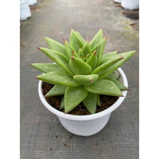 Sen đá đế vương xanh size trung 10-12cm LINHDAN GARDEN