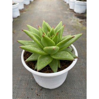 Sen đá đế vương xanh size trung 10-12cm LINHDAN GARDEN