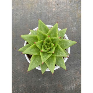 Sen đá đế vương xanh size trung 10-12cm LINHDAN GARDEN