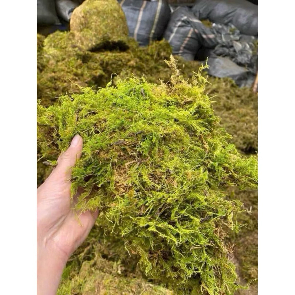 rêu rừng khô 1kg giúp giữ ẩm dành cho hoa lan hoa kiểng | Shopee Việt Nam