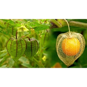 Cây Giống Tầm Bóp (Thù Lù Nam Mỹ) – Quả Ngọt Thanh, Dễ Trồng, Nhiều Dinh Dưỡng