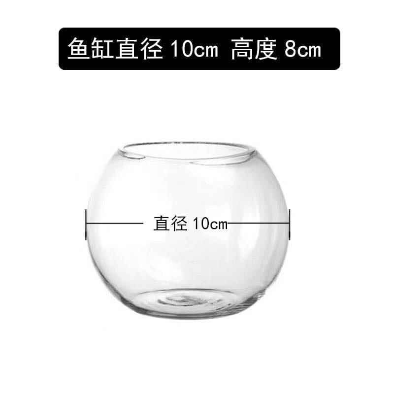 bình tròn thuỷ tinh setup tiểu cảnh,terrarium