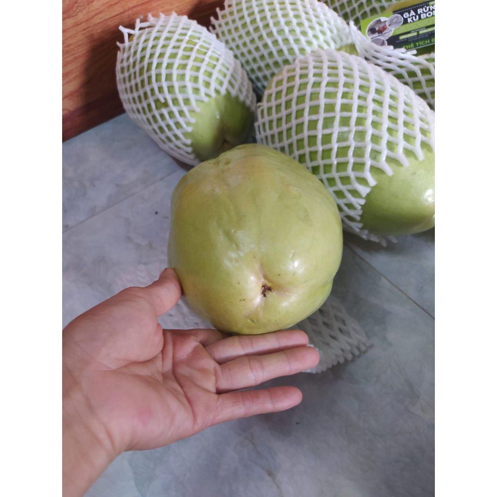 10 hạt dưa tây đu đủ dây dùng ươm giống