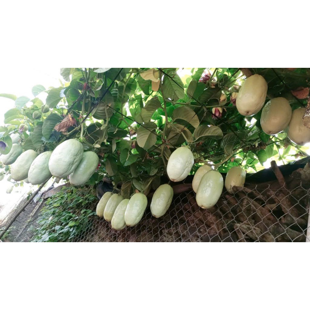 10 hạt dưa tây đu đủ dây dùng ươm giống