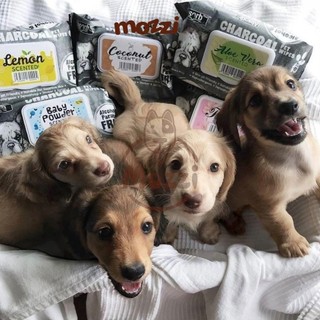 Khăn ướt cho chó mèo Kháng khuẩn than hoạt tính Absorb Charcoal Absolute