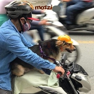 Nón bảo hiểm chó mèo và phụ kiện trang trí kèm theo