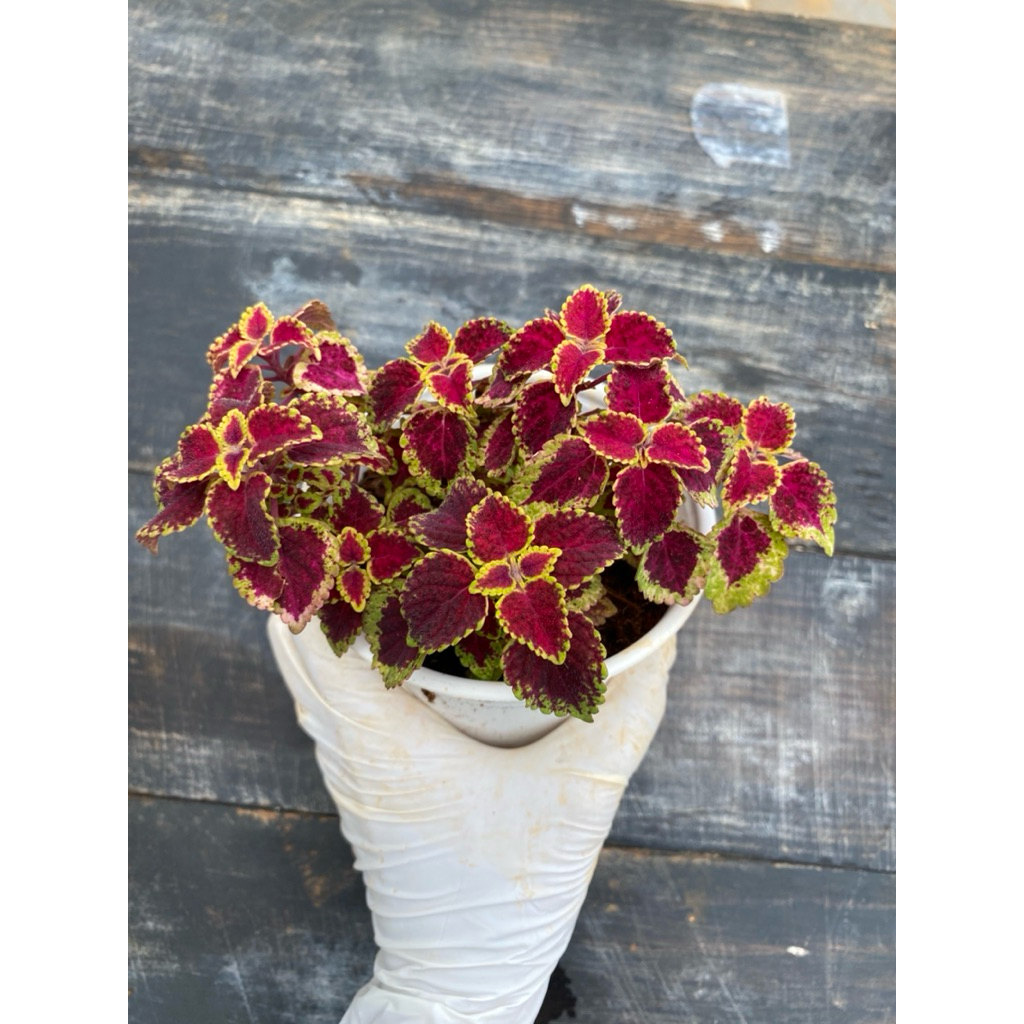 Cây lá Gấm LINHDAN GARDEN, size trung 10-12cm. Lỗi 1 đổi 1!