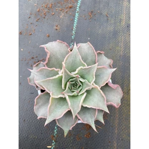Sen đá Madiba size trung 10-12cm LINHDAN GARDEN