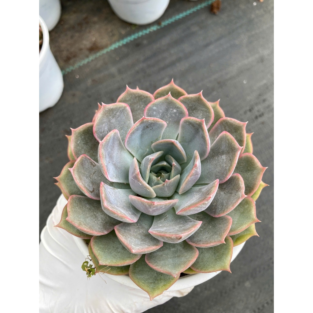 Sen đá hồng cánh cứng size trung 10-12cm LINHDAN GARDEN