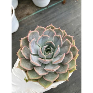 Sen đá hồng cánh cứng size trung 10-12cm LINHDAN GARDEN
