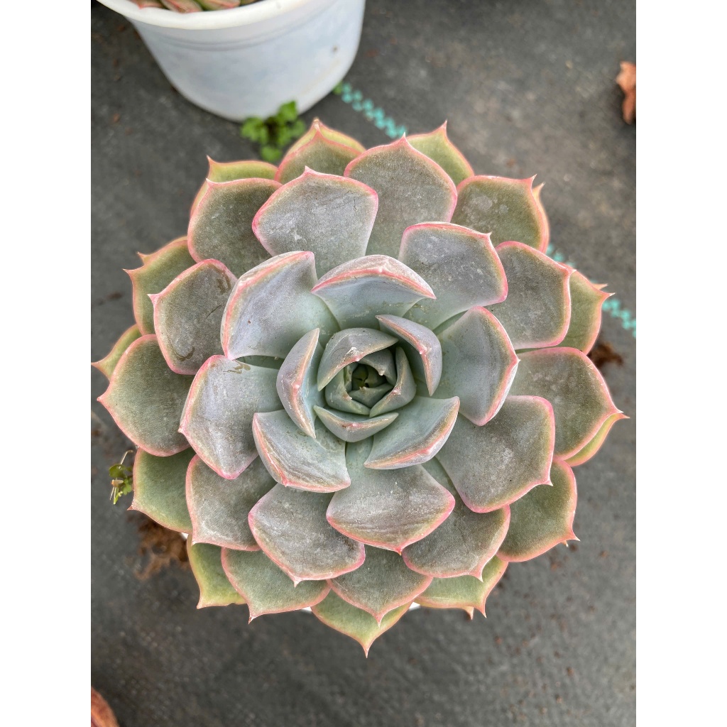 Sen đá hồng cánh cứng size trung 10-12cm LINHDAN GARDEN