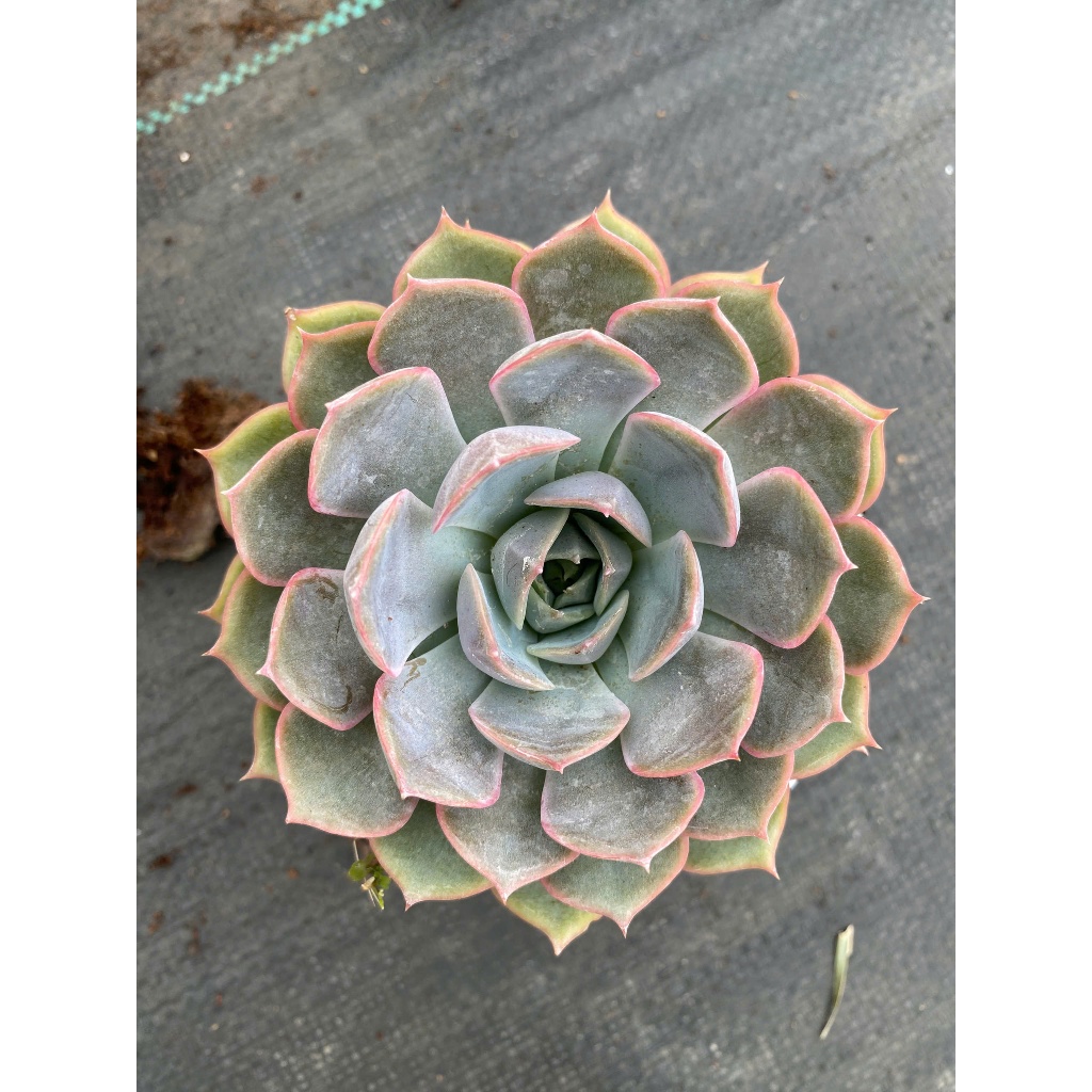 Sen đá hồng cánh cứng size trung 10-12cm LINHDAN GARDEN