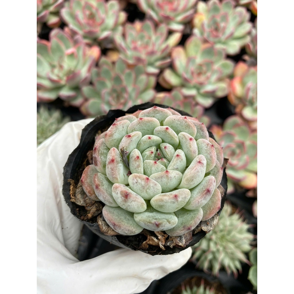 Sen đá tiểu tuyết size bầu 5-7cm LINHDAN GARDEN