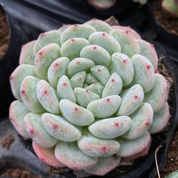 Sen đá tiểu tuyết size bầu 5-7cm LINHDAN GARDEN