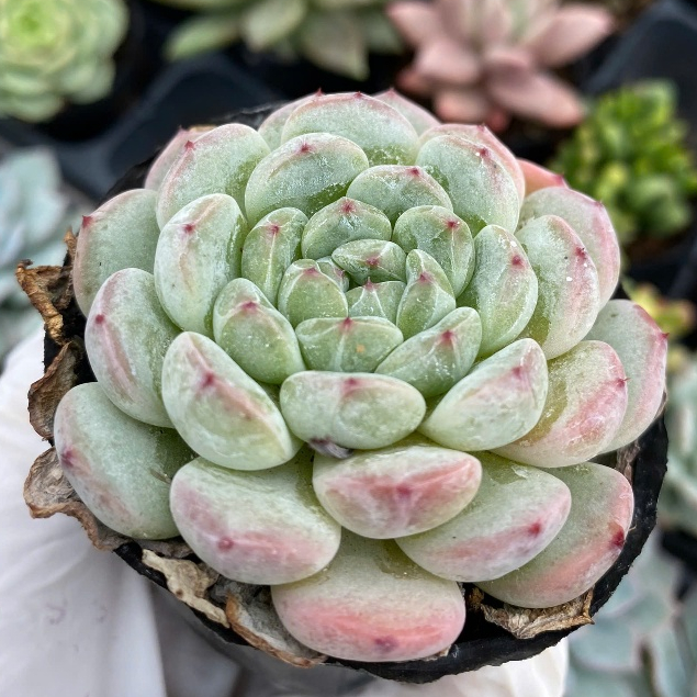 Sen đá tiểu tuyết size bầu 5-7cm LINHDAN GARDEN