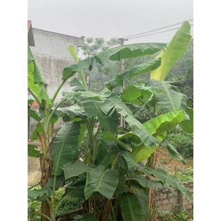 Lá Chuối Tươi gói Dò, gói bánh