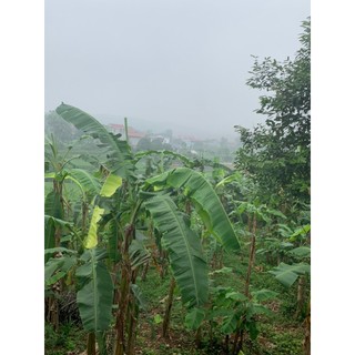 Lá Chuối Tươi gói Dò, gói bánh