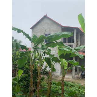 Lá Chuối Tươi gói Dò, gói bánh