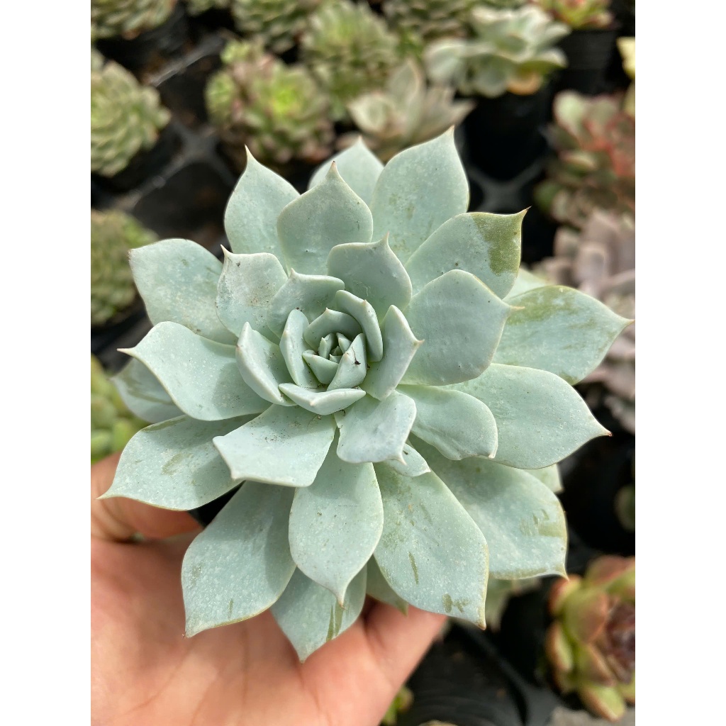 Sen đá ngọc trinh LINHDAN GARDEN. Size bầu 5-7cm lỗi 1 đổi 1!