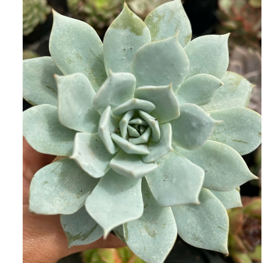 Sen đá ngọc trinh LINHDAN GARDEN. Size bầu 5-7cm lỗi 1 đổi 1!