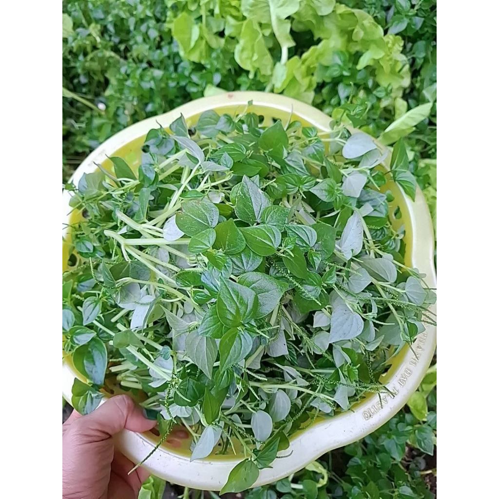 Hạt Giống Rau Càng Cua F1 💯 Hàng Xịn Nảy Mầm Cực Đỉnh Rất Năng Suất