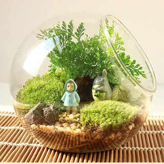 Chậu thủy tinh Moss Hình quả trứng Terrarium Micro Phong cảnh thủy tinh
