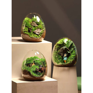 Chậu thủy tinh Moss Hình quả trứng Terrarium Micro Phong cảnh thủy tinh