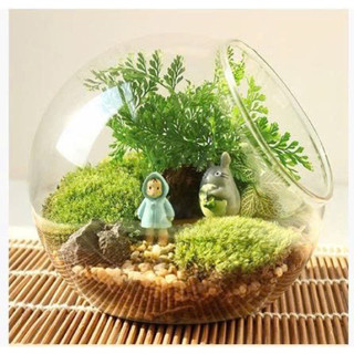 Chậu thủy tinh Moss Hình quả trứng Terrarium Micro Phong cảnh thủy tinh