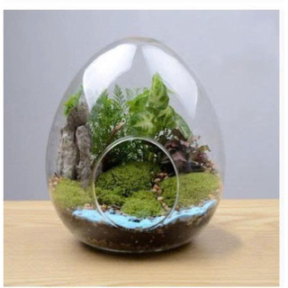Chậu thủy tinh Moss Hình quả trứng Terrarium Micro Phong cảnh thủy tinh