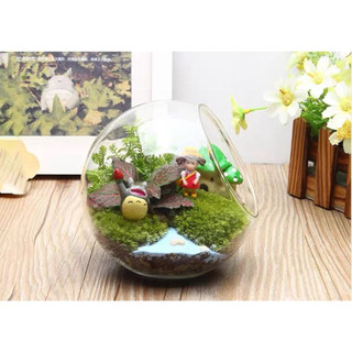 Chậu thủy tinh Moss Hình quả trứng Terrarium Micro Phong cảnh thủy tinh