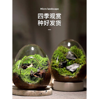 Chậu thủy tinh Moss Hình quả trứng Terrarium Micro Phong cảnh thủy tinh