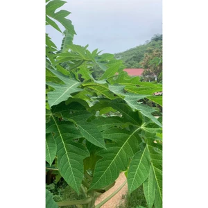 Lá đu đủ tươi nông sản sạch Thuý An