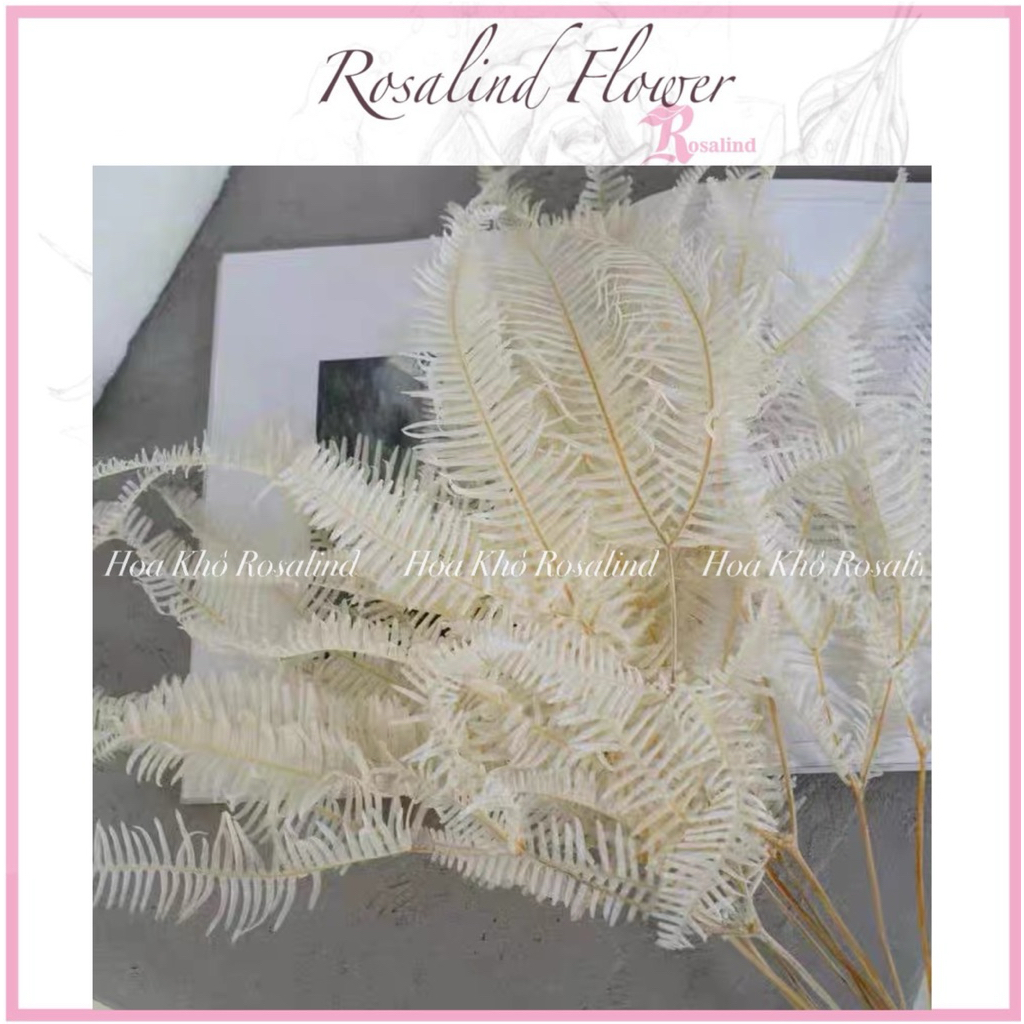 lá dương sỉ khô deco , lá khô trang trí vintage siêu đẹp | Shopee Việt Nam
