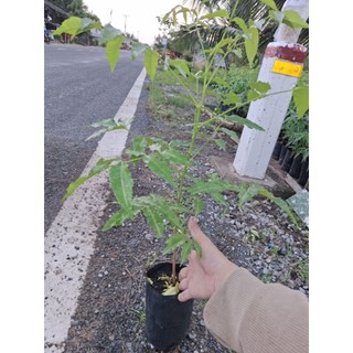 cây sầu đâu to ăn lá ( nem ấn độ) rễ mạnh