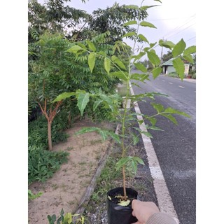 cây sầu đâu to ăn lá ( nem ấn độ) rễ mạnh