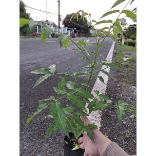 cây sầu đâu to ăn lá ( nem ấn độ) rễ mạnh