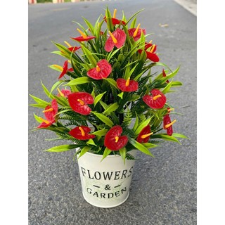HOA LAN PHÚC THỊNH – OFFICIAL STOREChậu Hoa Hồng Môn Giả – Sắc Đỏ Rực Rỡ, Tôn Vinh Không Gian Sống