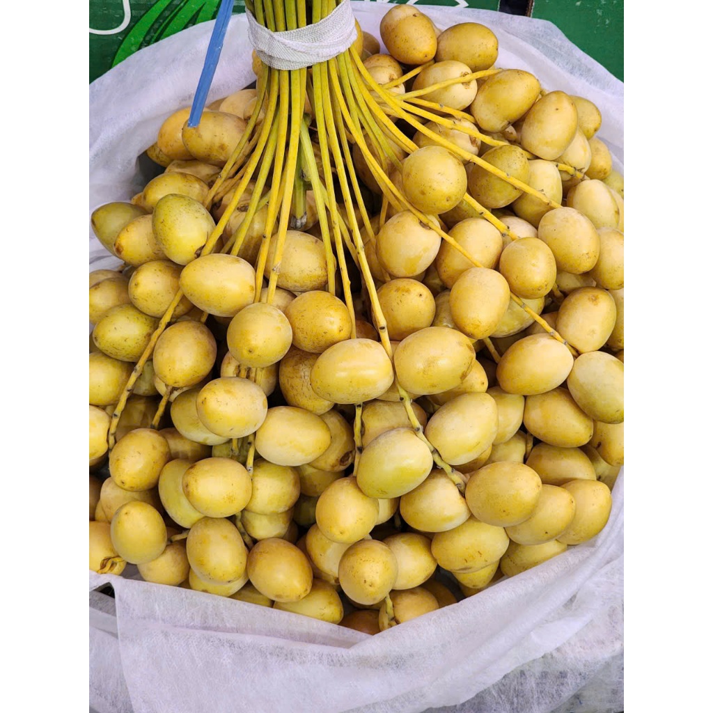Chà Là Vàng, Trái Tươi Còn Cuốn, Giòn, Ngọt, Chát Nhẹ Bao Ngon
