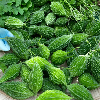 Hạt Giống Khổ Qua Rừng F1 (Gói 10 Hạt) Siêu Trái, Kháng Sâu Bệnh Tốt, Trồng Quanh Năm