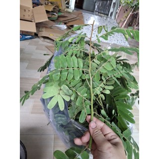 1kg lá ô môi tươi ( hàng sạch mọc tự nhiên)