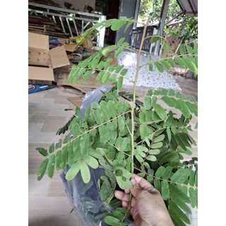 1kg lá ô môi tươi ( hàng sạch mọc tự nhiên)