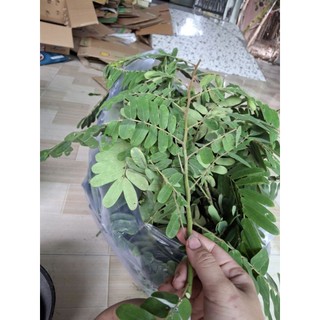 2kg lá ô môi tươi ( hàng sạch mọc tự nhiên)