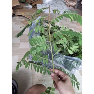 2kg lá ô môi tươi ( hàng sạch mọc tự nhiên)