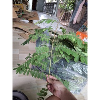 2kg lá ô môi tươi ( hàng sạch mọc tự nhiên)