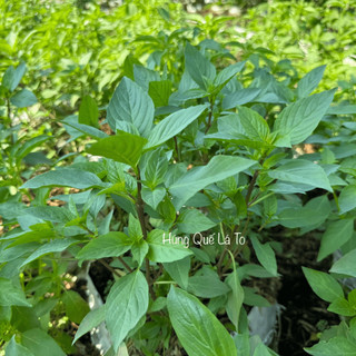 Hạt Giống Rau Húng Quế (Gói 5g) Dễ Trồng, Nảy Mầm Cao, Sinh Trưởng Nhanh, Trồng Quanh Năm